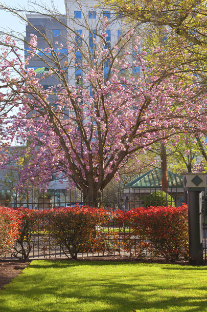 Bahar bloom Portland Oregon. - Fotoğraf, Görsel