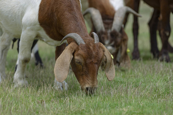 Las cabras comen heno fresco en pastos ecológicos en un prado. Ganadería agrícola para la producción industrial de productos lácteos de leche de cabra - Foto, Imagen