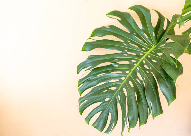 Монстера солодка рослина з сиром великий лист крупним планом з місцем для копіювання - Фото, зображення