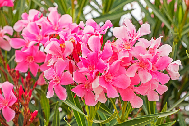 Floração de Olendra vulgaris rosea. Jardim. doença e cuidar de flores - Foto, Imagem