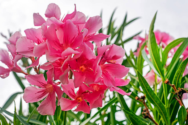 Floración de Olendra vulgaris rosea. Jardín. enfermedad y cuidado de las flores - Foto, Imagen