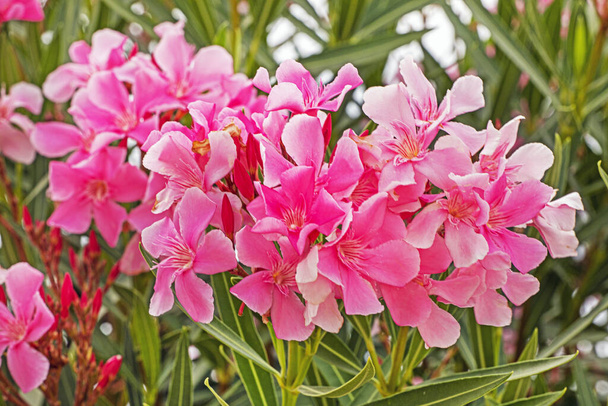 Blütezeit von Olendra vulgaris rosea. Garten. Krankheit und Pflege von Blumen - Foto, Bild
