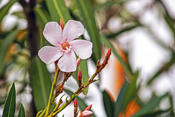 Fioritura della comune olendra bianca. giardino. malattie dei fiori - Foto, immagini