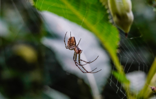 pók a hálóban egy növény a természet közelkép - Fotó, kép