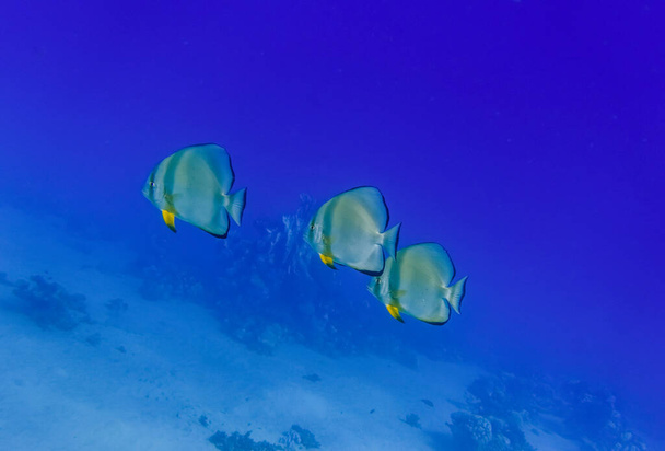 strom orbicular batfish vznášející se v hluboké modré vodě z červeného moře egypt - Fotografie, Obrázek