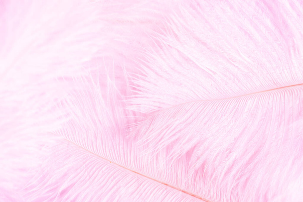 Fondo de plumas rosa. Suavidad textura de pluma rosa. Fondo pastel suave patrón de plumas rosa - Foto, Imagen
