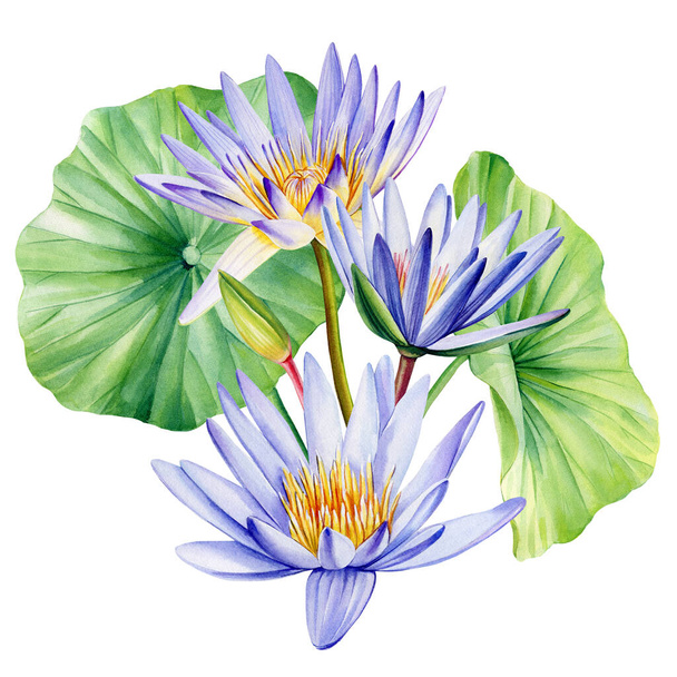 Desenhe com flor de lótus, broto, semente e folhas. Textura aquarela. Estilo oriental chinês e japonês. flora botânica realista. Ilustração de alta qualidade - Foto, Imagem