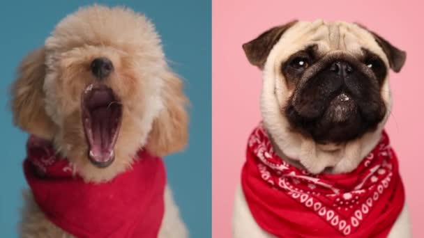 collage de vídeo de dos lindos cachorros con bandana roja alrededor del cuello mirando hacia adelante, siendo somnoliento y bostezando delante de fondo rosa y azul - Metraje, vídeo