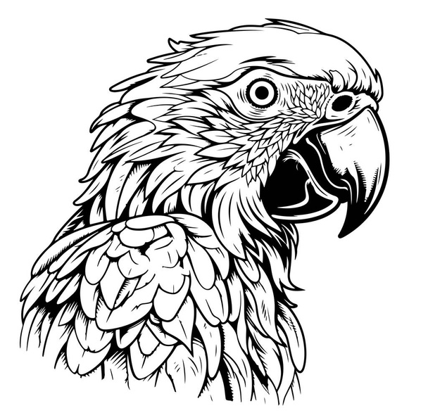 Gravure vectorielle antique dessin illustration de tête de perroquet isolé sur fond blanc Oiseaux exotiques - Vecteur, image