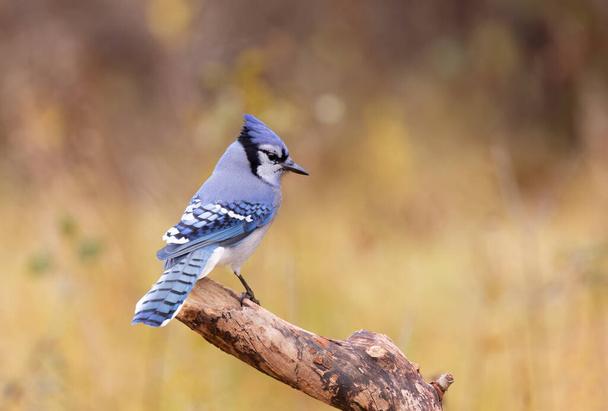 Mavi Jay (siyanocitta cristata) Kanada 'da güzel bir sonbahar gününde bir dala tünedi. - Fotoğraf, Görsel