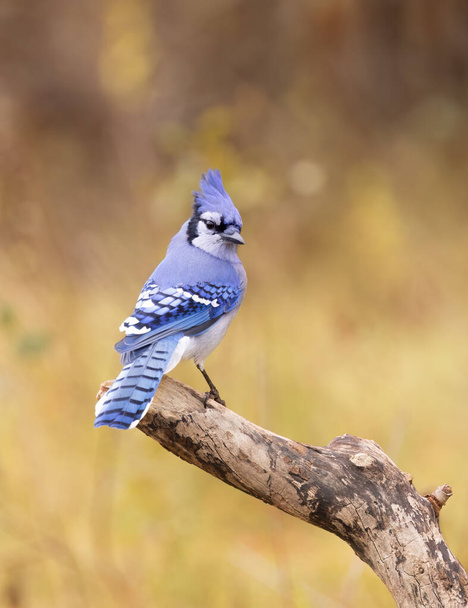 Blue Jay (Cyanocitta cristata) perched on a branch on a beautiful autumn day in Canada - Photo, Image