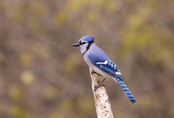 Blue Jay (Cyanocitta cristata) perched on a branch on a beautiful autumn day in Canada - Photo, Image
