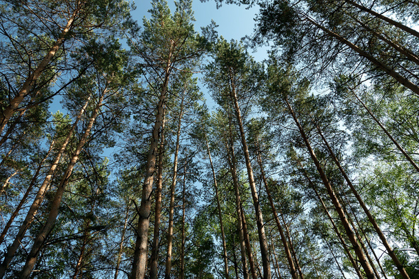 Pine wood - Zdjęcie, obraz