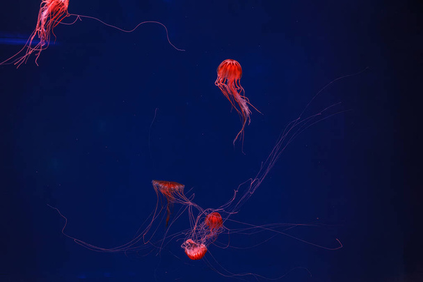 podvodní fotografie krásné medúzy japonky moře kopřivy chrysaora pacifica close up - Fotografie, Obrázek