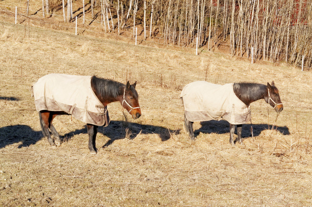 Norveç at giysileri içinde - Fotoğraf, Görsel