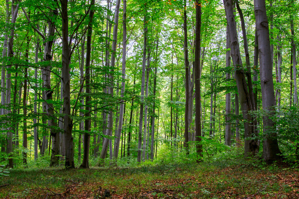 Zöld erdő - Fotó, kép