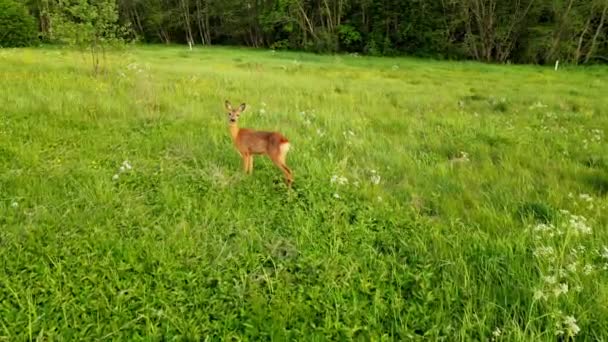 ロー鹿,カプリオラスカプリオラス,森林,夏の夕日にはフィールド上のミスティメドウを見回します. エストニアランドスケープの牧草地で野生のロー・ディアの餌. . 高品質の4k映像 - 映像、動画