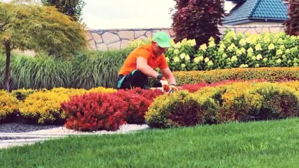 Профессиональный садовник-подрядчик в свои 40 с хедж-тремерами, выполняющий техническое обслуживание весеннего заднего двора. - Кадры, видео