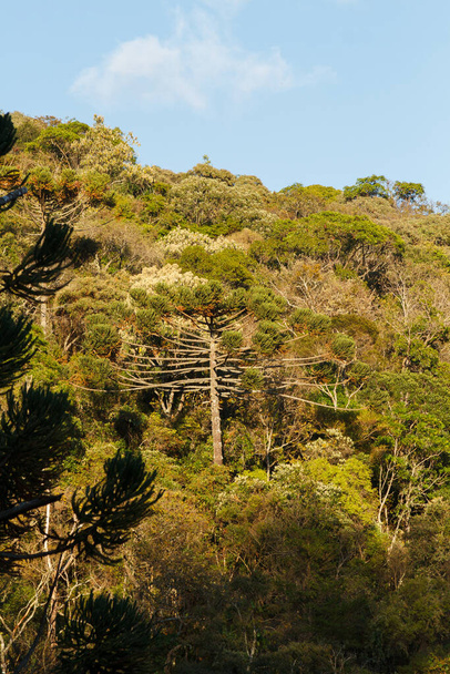 Baum, bekannt als Araukarien im Freien in Rio de Janeiro, Brasilien. - Foto, Bild