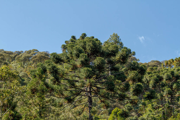ブラジルのリオデジャネイロのアラウカリアとして知られている木. - 写真・画像