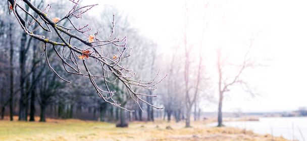 A dry branch of a tree covered with frost in the forest near the river on a sunny day - Photo, Image