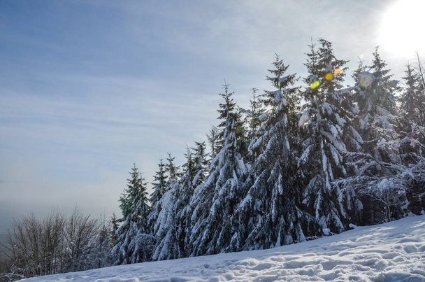заснеженная ель в зимнем лесу на закате, Карпаты - Фото, изображение