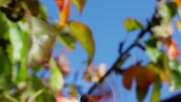 Borboleta no jardim voa nas folhas de árvores de fruto câmera perseguindo borboleta primeiro ponto vista pov câmera close-up - Filmagem, Vídeo