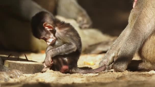 A baby monkey sitting on the ground next to an adult monkey - Footage, Video