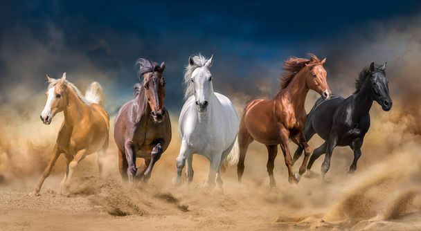 Stado koni biegnie naprzód w pustynnej burzy przeciwko ciemnemu niebu. - Zdjęcie, obraz