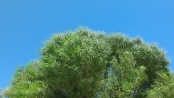 Mavi gökyüzü arkaplanına karşı tropikal ağaçların yakın görüntüsü rüzgarda sallanan yapraklarla. Yunanistan. - Video, Çekim