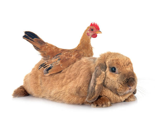 lapin et poulet devant fond blanc - Photo, image