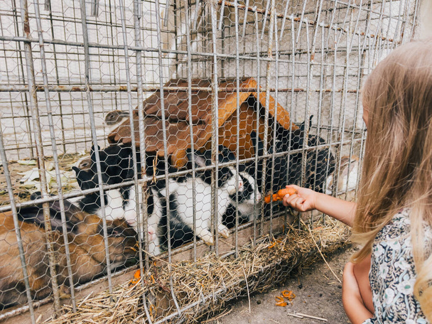 A menina alimenta cenouras aos coelhos empurrando-as através de uma rede em uma paddock. Foto de alta qualidade - Foto, Imagem