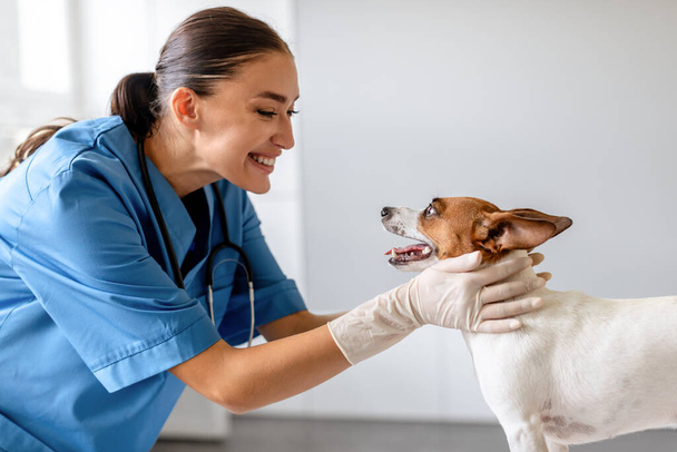 Mavi üniformalı, gülümseyen kadın veteriner Jack Russell Terrier 'ı nazikçe tutuyor ve iyi aydınlatılmış veterinerlik ofisinde izliyor. - Fotoğraf, Görsel