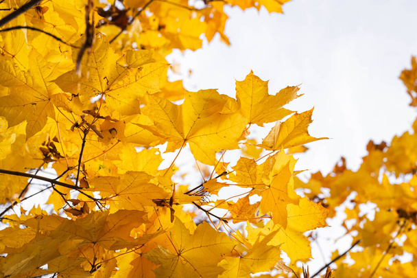 Żółte liście klonu w sezonie jesiennym z ciepłym słońcem od tyłu, jesienny park na rozmytym tle. - Zdjęcie, obraz