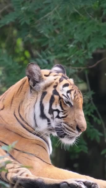 Egy nagy tigris pihen egy napsütéses napon. A bengáli tigris a zöld bokrok között fekszik. Ez a nagy tigris egy fán feküdt és pihent. Függőleges videó - Felvétel, videó