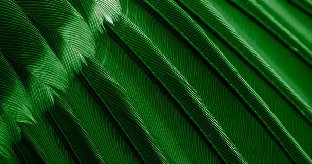 Yeşil tüylü güvercin makro fotoğrafı. doku veya arkaplan - Fotoğraf, Görsel
