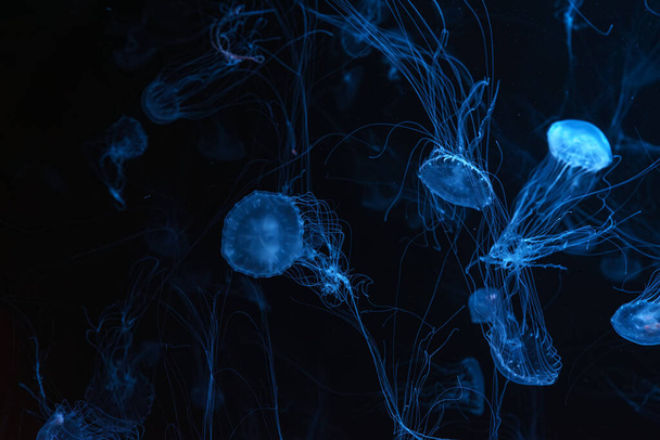 Атлантическая морская крапива, Chrysaora quinquecirrha, East Cost sea nettle. Группа флуоресцентных медуз плавает в аквариуме с голубым неоновым светом. Териология, биоразнообразие, подводная жизнь, водный организм - Фото, изображение