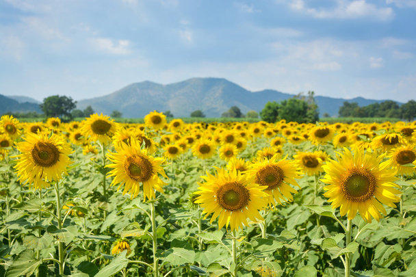 Sunflower field - Photo, Image