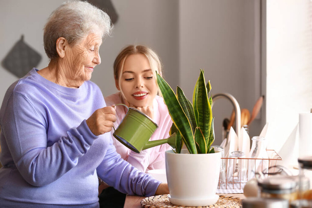 Jeune femme et sa grand-mère arrosage plante d'intérieur dans la cuisine - Photo, image