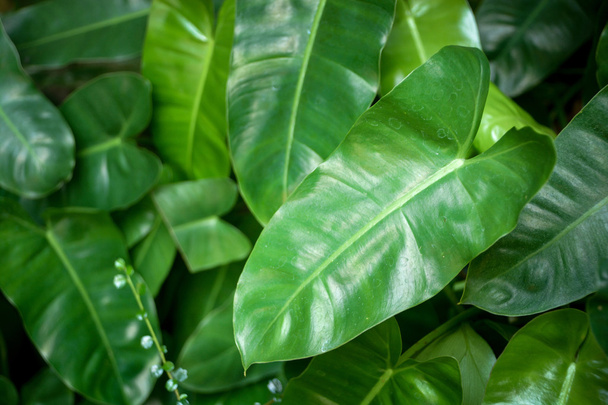 Syngonium podophyllum leaves - Photo, Image