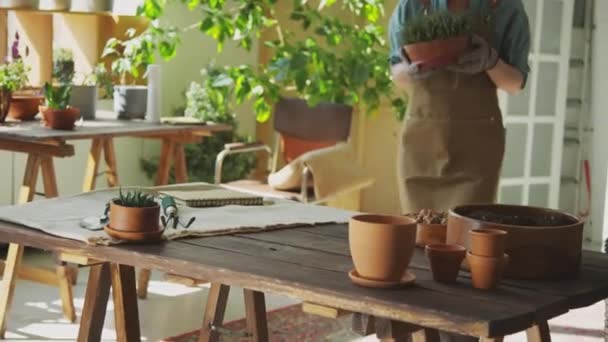 Incline-se tiro de botânico feminino trazendo panela com planta de sala e colocá-lo na mesa de trabalho no jardim interior - Filmagem, Vídeo