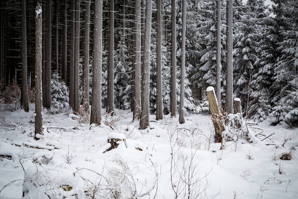 χειμερινό τοπίο με το χιονισμένο δάσος. - Φωτογραφία, εικόνα