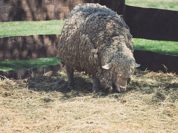 Manger des moutons riches en fourrure dans le Corral - Photo, image