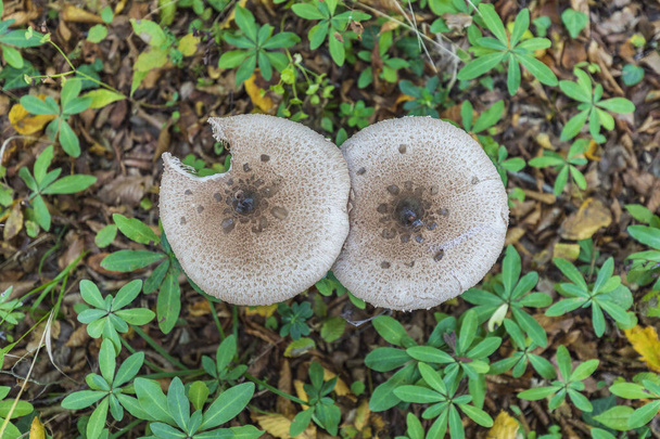 Macrolepiota clelandii (champignon parasol) poussant dans la forêt - Photo, image