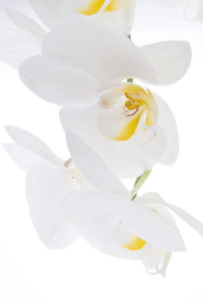 Orchid - Phalaenopsis - Valokuva, kuva