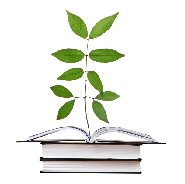 Sapling growing from open book - Фото, изображение