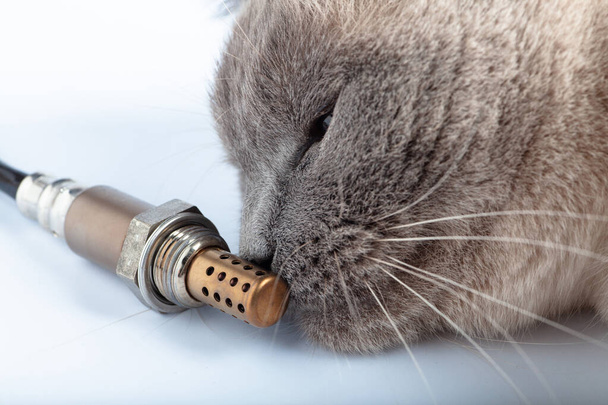 猫はガソリンとディーゼルエンジンのための酸素センサーを嗅ぎます - 写真・画像