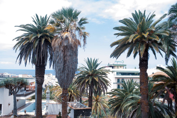 palmbomen met blauwe lucht achtergrond in de stad  - Foto, afbeelding