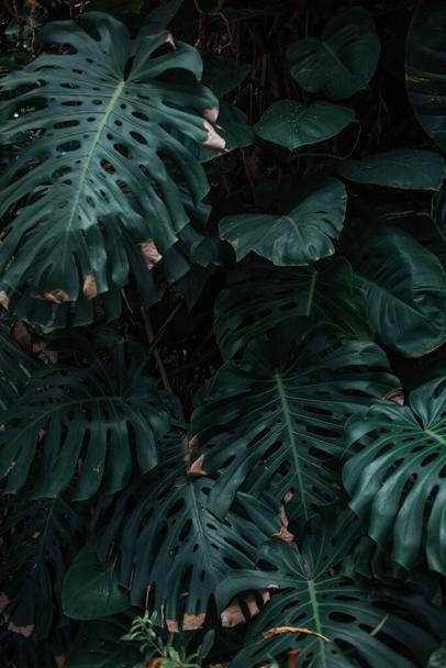 Велике зелене листя в лісі
 - Фото, зображення