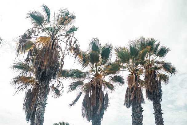 Gökyüzü arka planında palmiye ağaçları - Fotoğraf, Görsel